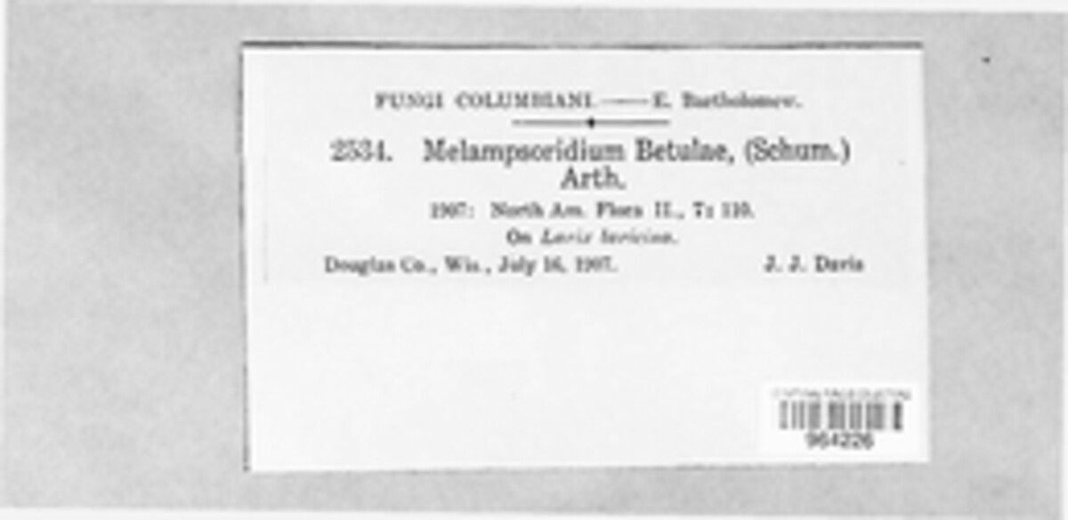 Melampsoridium betulinum image